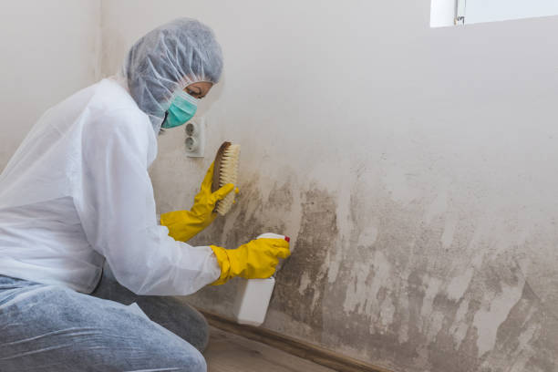 Best Mold Damage Repair  in Philadelphia, PA