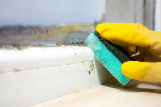 Certified Mold Removal in Philadelphia, PA