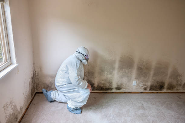 Mold Removal Process in Philadelphia, PA