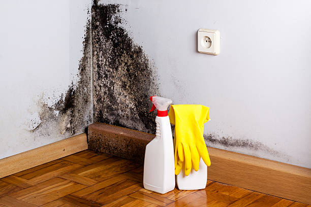 Professional Mold Removal in Philadelphia, PA